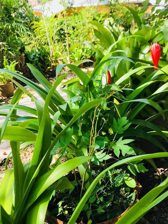 Casa Theresa Resort & Garden Ranong Zewnętrze zdjęcie